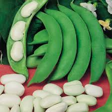 FAGIOLO CORONA SPAGNA GR.500